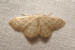Idaea biselata