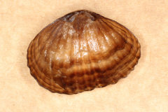 Notosaria nigricans