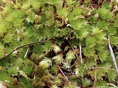 Rosulabryum