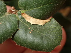 Stegophylla
