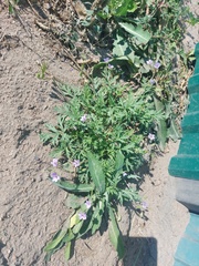 Erodium stephanianum