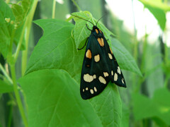 Callimorpha dominula