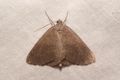 Pachycnemia tibiaria