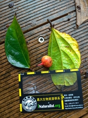 Ficus irisana