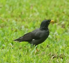 Acridotheres javanicus