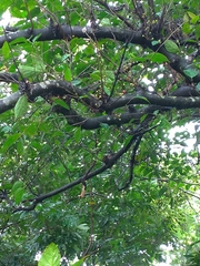 Ficus irisana