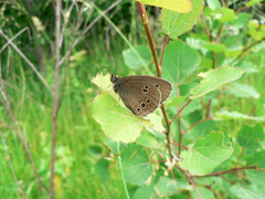 Aphantopus hyperantus