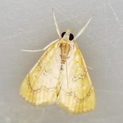 Glaphyria sesquistrialis