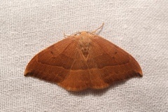 Watsonalla cultraria
