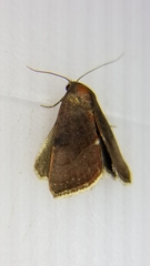 Galgula partita