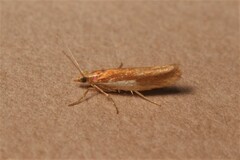 Ypsolopha parenthesella