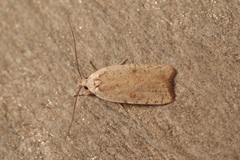 Agonopterix nervosa