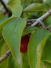 Cornus mas
