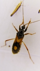 Rasahus biguttatus