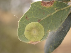 Andricus pattersonae