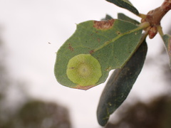 Andricus pattersonae