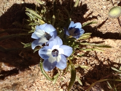 Wahlenbergia acaulis