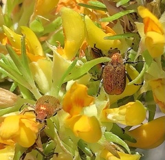 Diphucephala