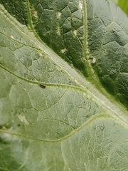Thrips
