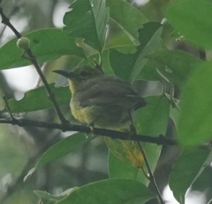 Anthreptes malacensis