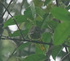 Anthreptes malacensis