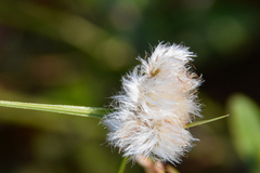 Eriophorum virginicum