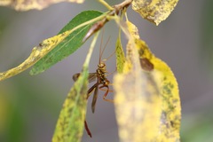 Megarhyssa macrurus icterosticta