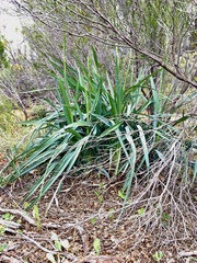 Dianella porracea