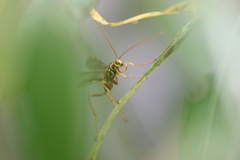Megarhyssa macrurus icterosticta