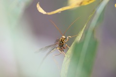 Megarhyssa macrurus icterosticta
