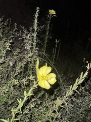 Oenothera elata