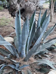 Agave americana