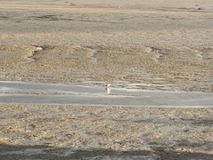 Chroicocephalus novaehollandiae scopulinus