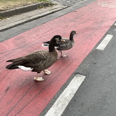 Anser anser × Branta canadensis