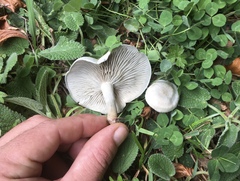 Clitocybe odora