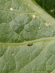 Thrips