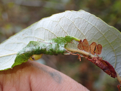 Arthropoda