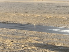 Egretta novaehollandiae novaehollandiae