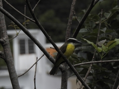 Megarynchus pitangua