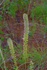 Liatris bridgesii