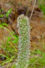 Liatris bridgesii