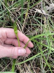 Burchardia umbellata