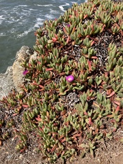 Carpobrotus