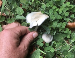 Clitocybe odora