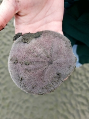 Dendraster excentricus