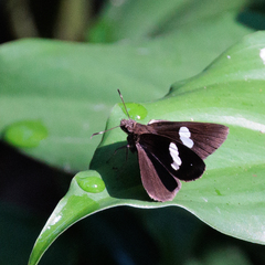 Notocrypta paralysos