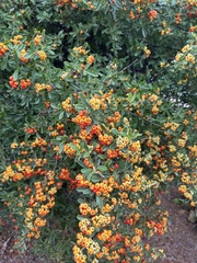 Pyracantha coccinea