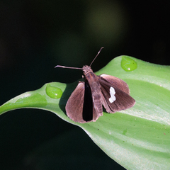 Notocrypta paralysos
