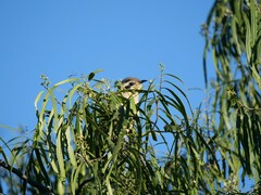 Chrysococcyx osculans