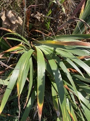 Anthoxanthum occidentale